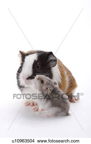 Picture - Two hamsters, close up. Fotosearch