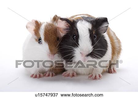 Two hamsters, close up View Large Photo Image Stock Photo - Two hamsters, close up. Fotosearch