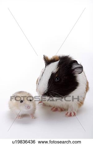 Stock Photograph - Two hamsters, close up. Fotosearch