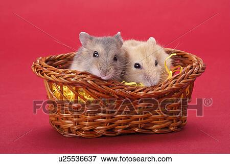 Two hamsters in basket View Large Photo Image Stock Photo - Two hamsters in basket. Fotosearch
