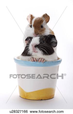 Stock Photograph - Two hamsters in flower pot. Fotosearch