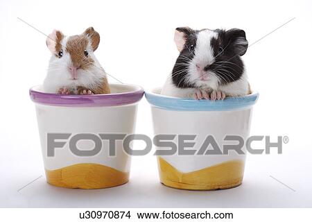 Two hamsters in flower pots View Large Photo Image Picture - Two hamsters in flower pots. Fotosearch