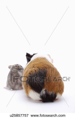 Stock Photo - Two hamsters, rear view, close up. Fotosearch