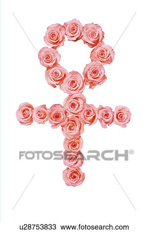 Pink roses in shape of female symbol View Large Photo Image Stock Image - Pink roses in shape of female symbol. Fotosearch