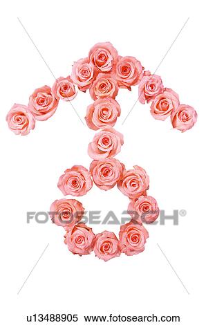 Pink roses in shape of male symbol View Large Photo Image Stock Photography - Pink roses in shape of male symbol. Fotosearch