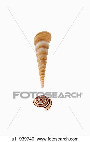 Sea shell in shape of exclamation point View Large Photo Image Stock Image - Sea shell in shape of exclamation point. Fotosearch