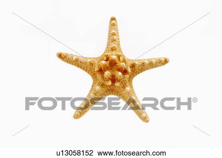 Stock Image - Star Fish. Fotosearch