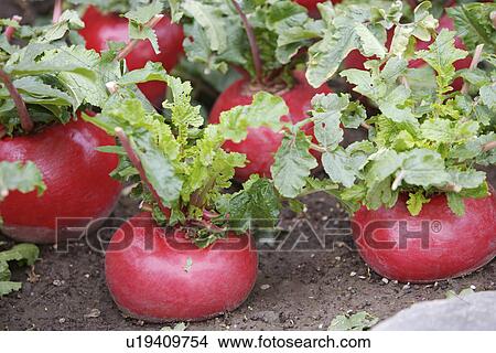 Picture - Beetroots. Fotosearch
