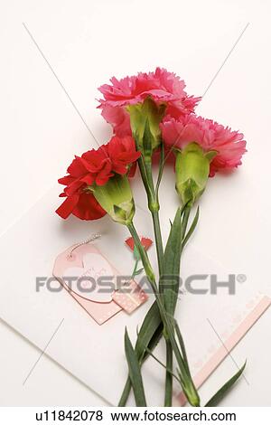 Carnations and card View Large Photo Image Stock Photo - Carnations and card. Fotosearch