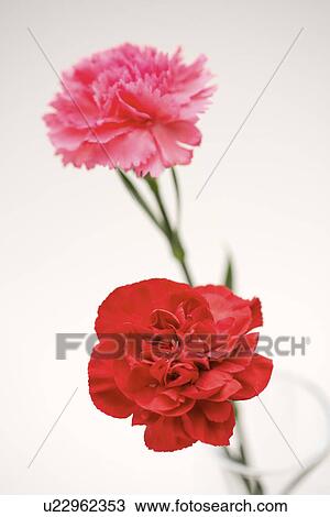 Stock Image - Carnations, close up. Fotosearch
