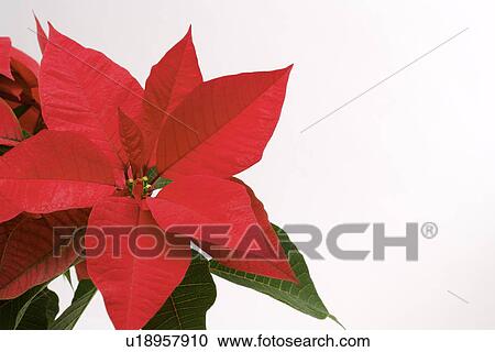 Poinsettia, Close-Up View Large Photo Image Stock Image - Poinsettia, Close-Up. Fotosearch