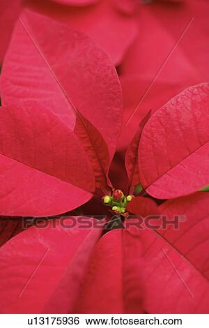 Stock Photograph - Poinsettia, close up. Fotosearch