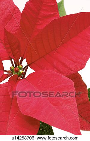 Poinsettia, close up View Large Photo Image Stock Photograph - Poinsettia, close up. Fotosearch