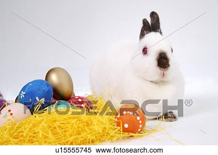 Rabbit and Easter eggs in nest, close-up View Large Photo Image Stock Photography - Rabbit and Easter eggs in nest, close-up. Fotosearch