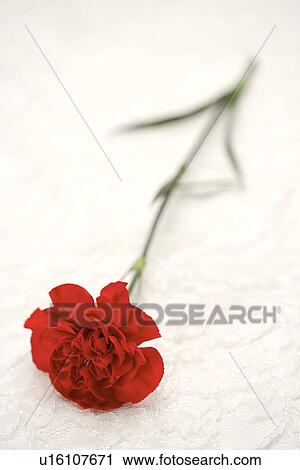 Stock Image - Single carnation. Fotosearch