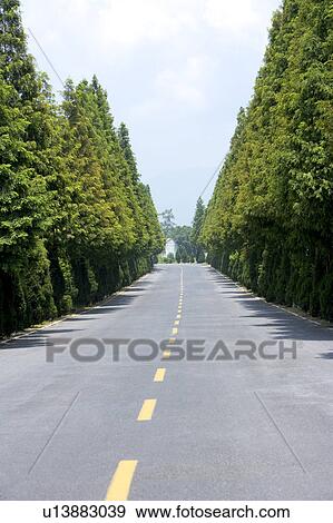 USA, Yellowstone National Park, Treelined road View Large Photo Image Stock Photo - USA, Yellowstone National Park, Treelined road. Fotosearch