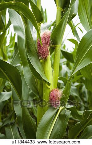 Corn Crop View Large Photo Image Stock Image - Corn Crop. Fotosearch