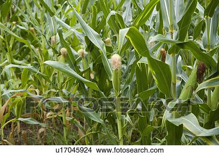 Picture - Corn field. Fotosearch