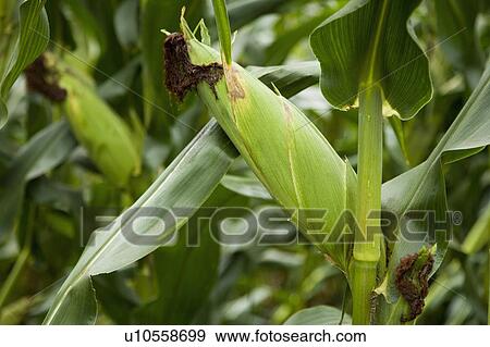 Corn field View Large Photo Image Stock Photo - Corn field. Fotosearch