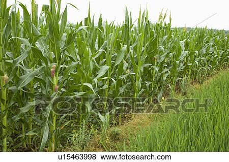 Stock Photo - Corn field. Fotosearch
