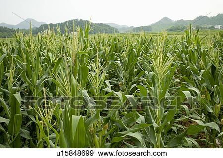 Corn field View Large Photo Image Stock Photo - Corn field. Fotosearch