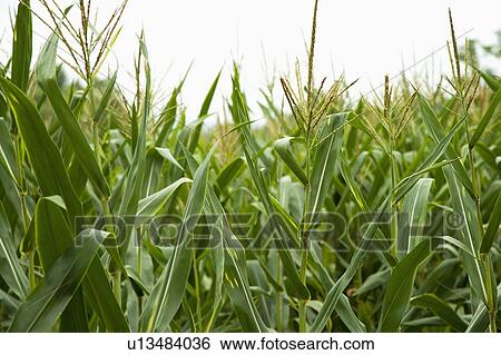 Stock Photograph - Corn field. Fotosearch