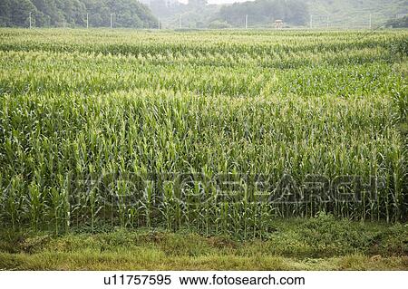 Corn field View Large Photo Image Stock Photography - Corn field. Fotosearch