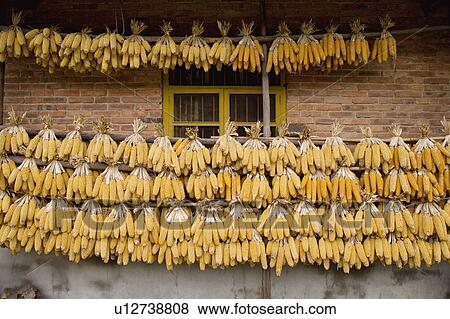 Stock Photo - Corn hanging out to dry outside a house. Fotosearch