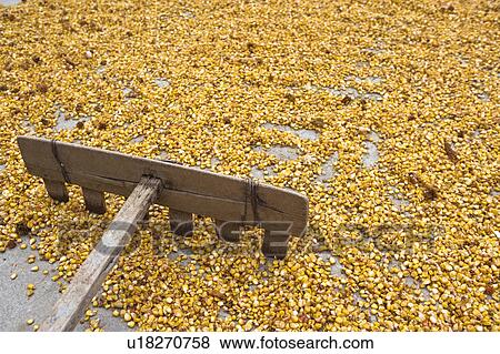 Stock Photo - Corn Kernels. Fotosearch