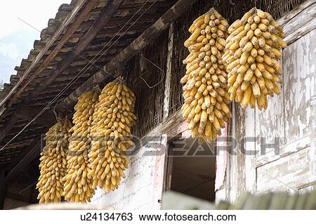 Corns hanging out to dry beside doorway View Large Photo Image Stock Image - Corns hanging out to dry beside doorway. Fotosearch