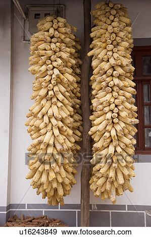Corns hanging out to dry beside house View Large Photo Image Stock Photo - Corns hanging out to dry beside house. Fotosearch
