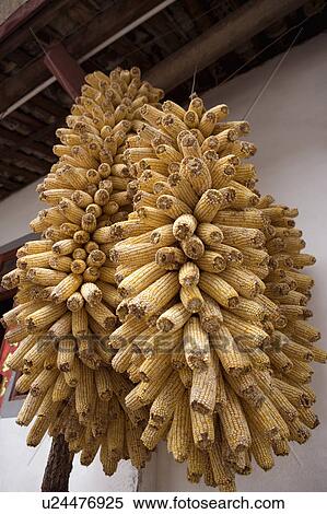 Corns hanging out to dry beside house View Large Photo Image Stock Photography - Corns hanging out to dry beside house. Fotosearch