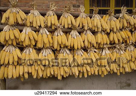 Picture - Corns hanging out to dry on wall. Fotosearch