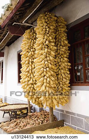 Corns hanging out to dry outside house View Large Photo Image Stock Image - Corns hanging out to dry outside house. Fotosearch