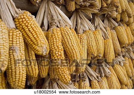 Corns hanging out to dry View Large Photo Image Picture - Corns hanging out to dry. Fotosearch