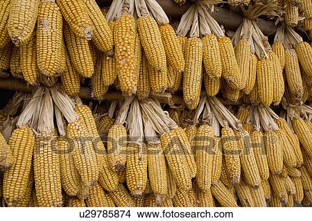 Corns hanging out to dry View Large Photo Image Picture - Corns hanging out to dry. Fotosearch
