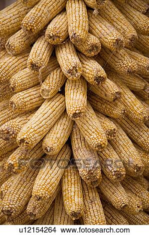 Picture - Corns. Fotosearch