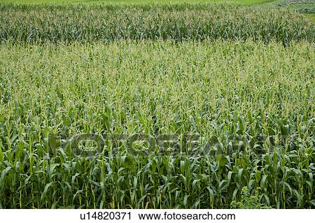 Stock Image - Crop. Fotosearch
