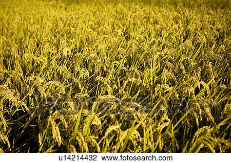 Field of wheat View Large Photo Image Stock Image - Field of wheat. Fotosearch