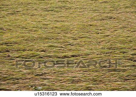 Field View Large Photo Image Stock Image - Field. Fotosearch