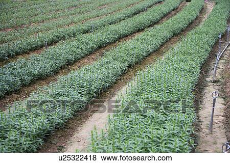 Field View Large Photo Image Stock Photo - Field. Fotosearch