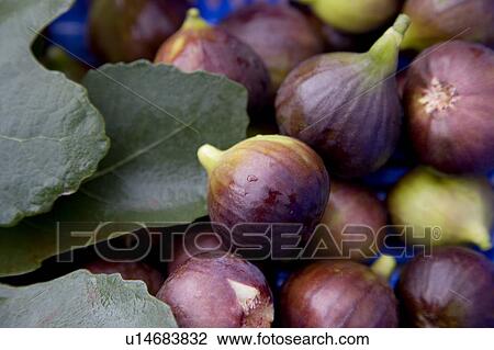 Stock Image - Garlic. Fotosearch