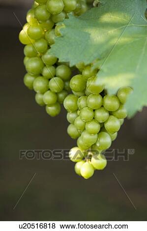 Grapes View Large Photo Image Stock Photo - Grapes. Fotosearch