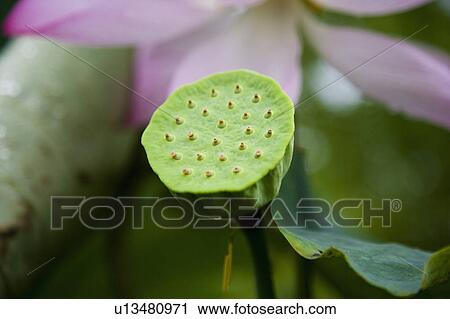 Stock Image - Lotus pod. Fotosearch