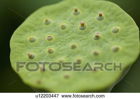 Stock Photo - Lotus pod. Fotosearch