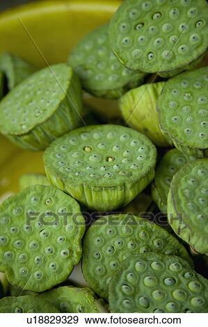 Lotus Pods View Large Photo Image Stock Photo - Lotus Pods. Fotosearch