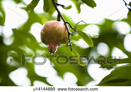 Pomegranate View Large Photo Image Stock Photo - Pomegranate. Fotosearch