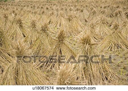 Rice crop drying in field View Large Photo Image Picture - Rice crop drying in field. Fotosearch