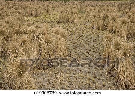 Stock Photo - Rice crop drying on field. Fotosearch