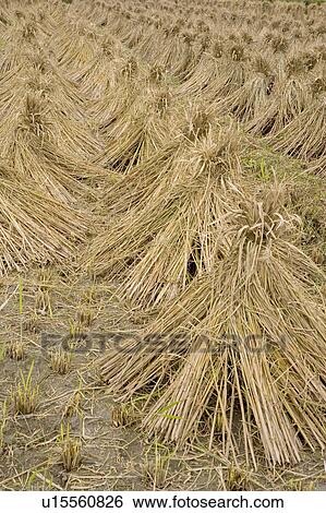 Stock Photograph - Rice crop drying on field. Fotosearch
